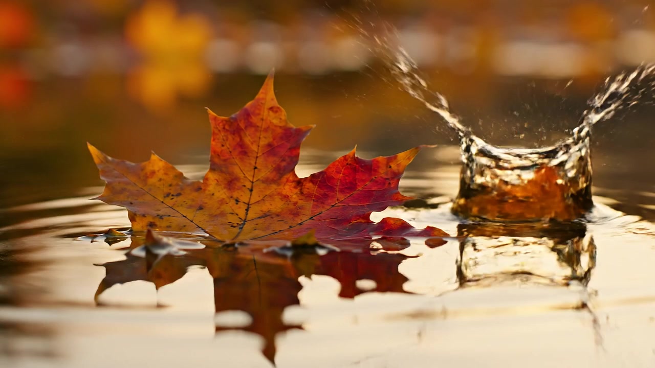 Autumn maple leaf floating on water with golden light reflection