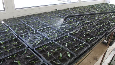 watering young seedlings on wooden shelf, wide indoor shot