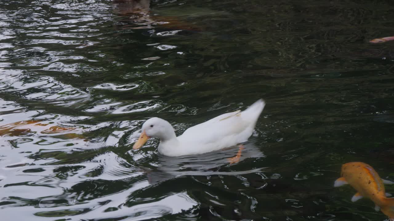 Un'anatra bianca nuota accanto a un pesce koi arancione brillante nello stagno del Tempio Pura Gunung Kawi Sebatu, Bali, Indonesia