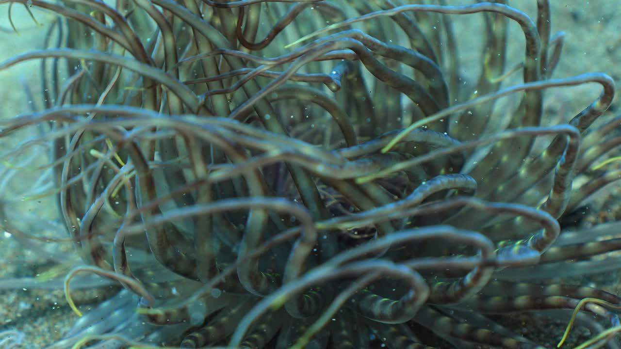 Macro de uma anêmona fluorescente embaixo d'água. Tentáculos se movendo na corrente com raios de sol atingindo a AREIA