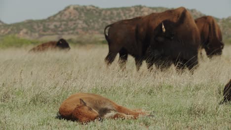 un ternero de bisonte tomando una siesta en una pradera
