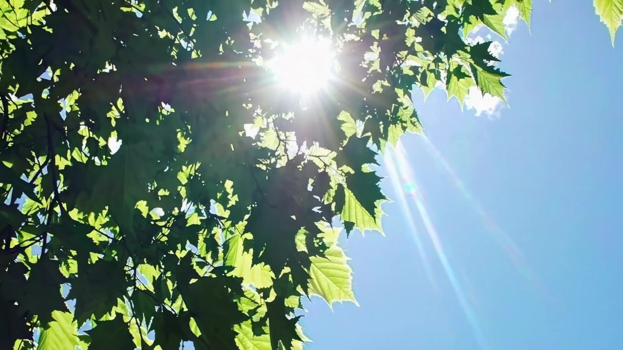 澄み切った青空に映える青もみじの木漏れ日