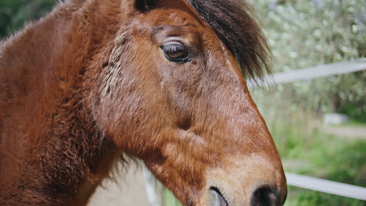 Portrait horse chewing grass on green nature. Adorable stallion grazing park