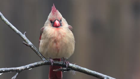 Close-up-of-birds-on-a-branch-ice-and-snow-winter-day