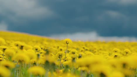 Close-up-in-dandelion-field.-Yellow-flowers