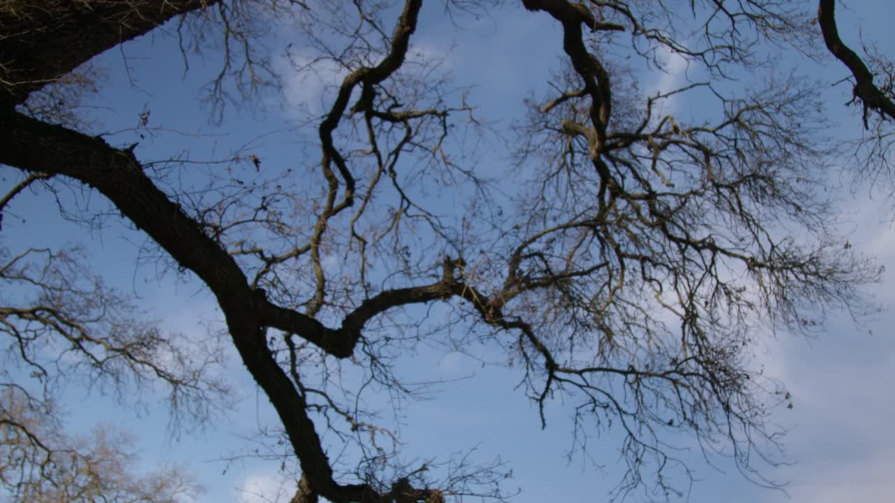 Lapso de tiempo con vista ascendente de nubes moviéndose a través de un cielo azul enmarcado por ramas de árboles oscuras y sin hojas