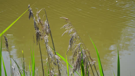 Common-reed--at-the-shore-of-Lincolnshire-marshlands