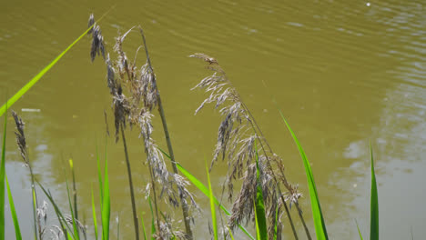 common reed  at the shore of lincolnshire marshlands