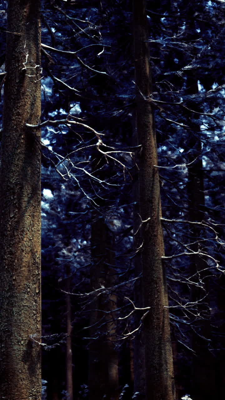 Alberi alti in una foresta scura con luce che filtra attraverso i rami