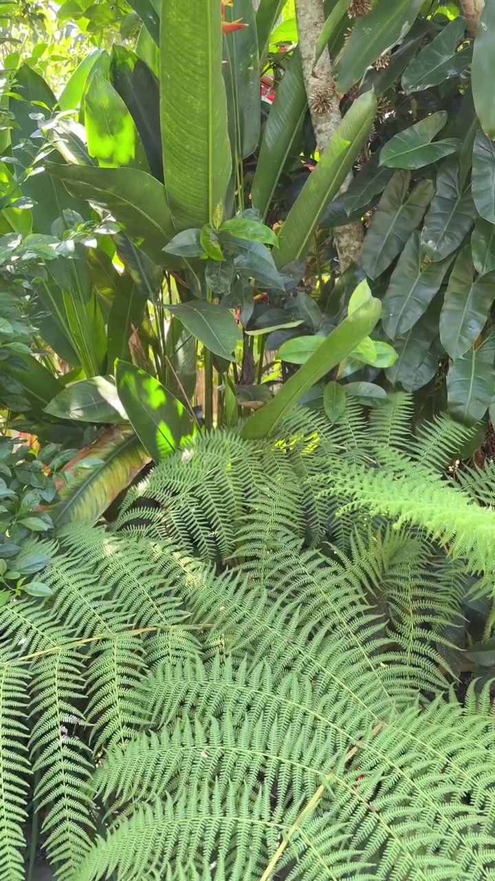 Felci verdi rigogliose e piante tropicali in un giardino