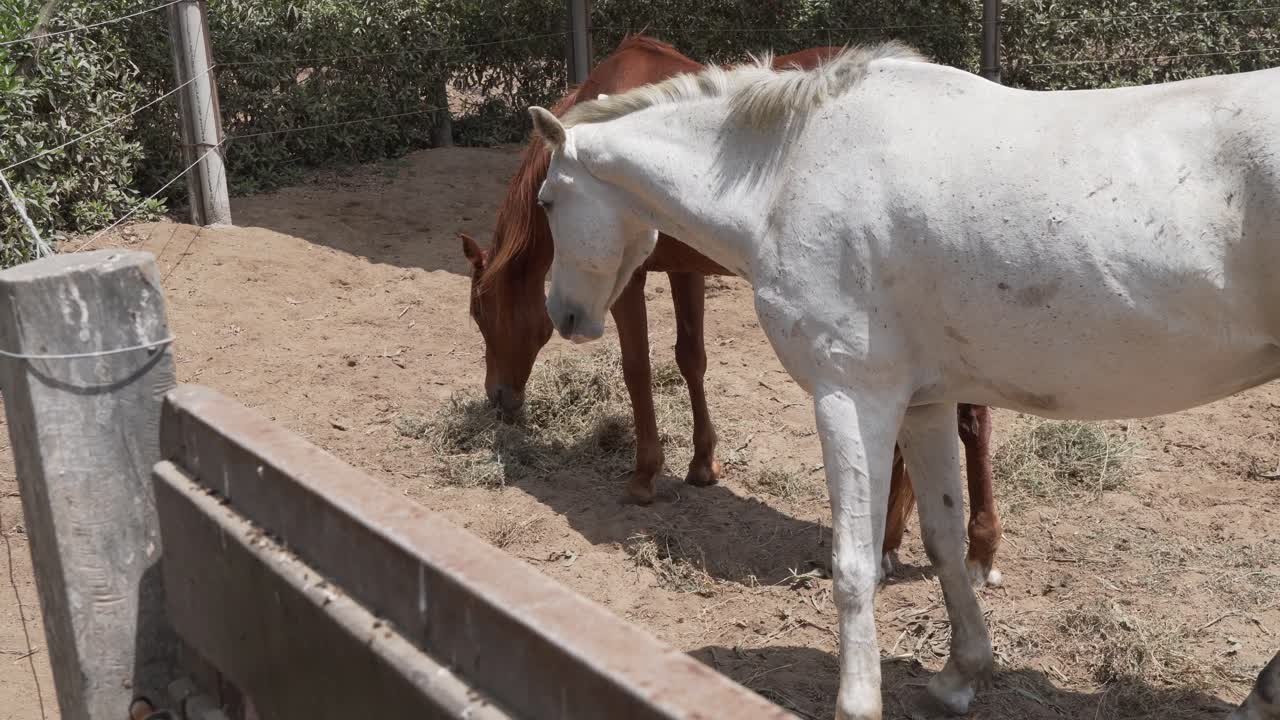 A white horse grazes in the foreground with a brown horse in the background
