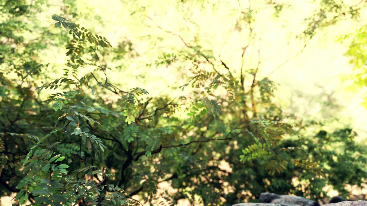 туман в тропических лесах и солнечные лучи