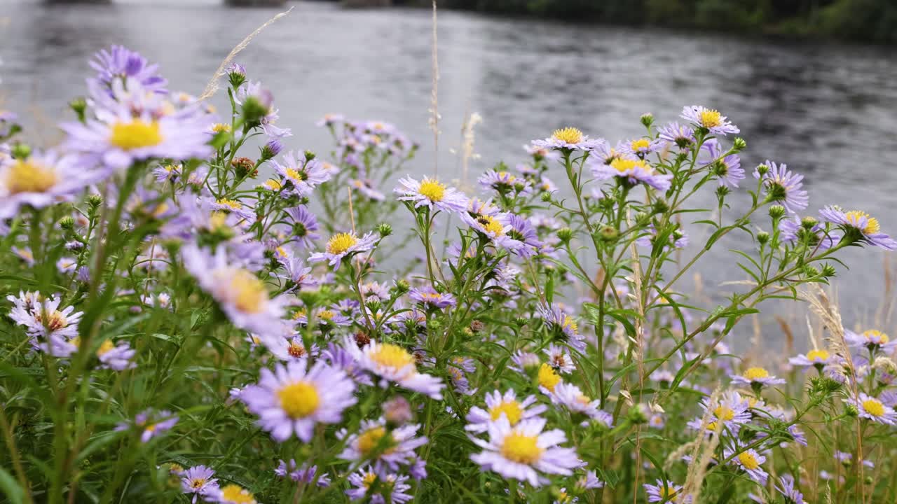 Purple daisies swaying near a flowing river