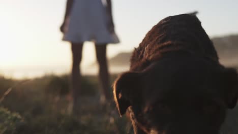 Slow-motion-handheld-shot-of-a-dog-running-to-the-camera-and-looking-into-the-lens-in-the-background-a-woman-dressed-in-a-white-dress-on-the-dunes-of-a-beach