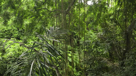 Selva-Verde-Y-Exuberante-Del-Bosque-De-Los-Monos-En-Ubud,-Bali,-Indonesia