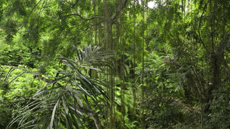 la selva verde y exuberante del bosque de monos ubud en bali, indonesia