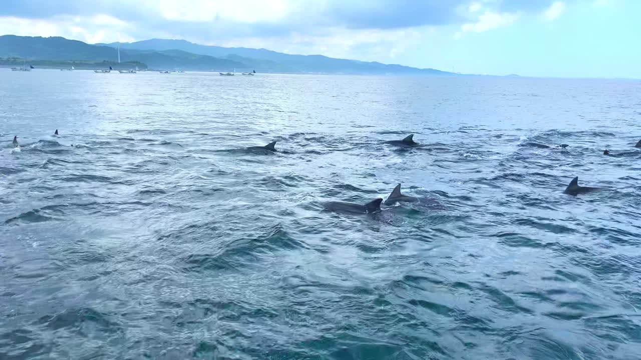 Group of dolphins swimming on the blue ocean surface during the day in the tourist bay of Amakusa Dolphin Japan