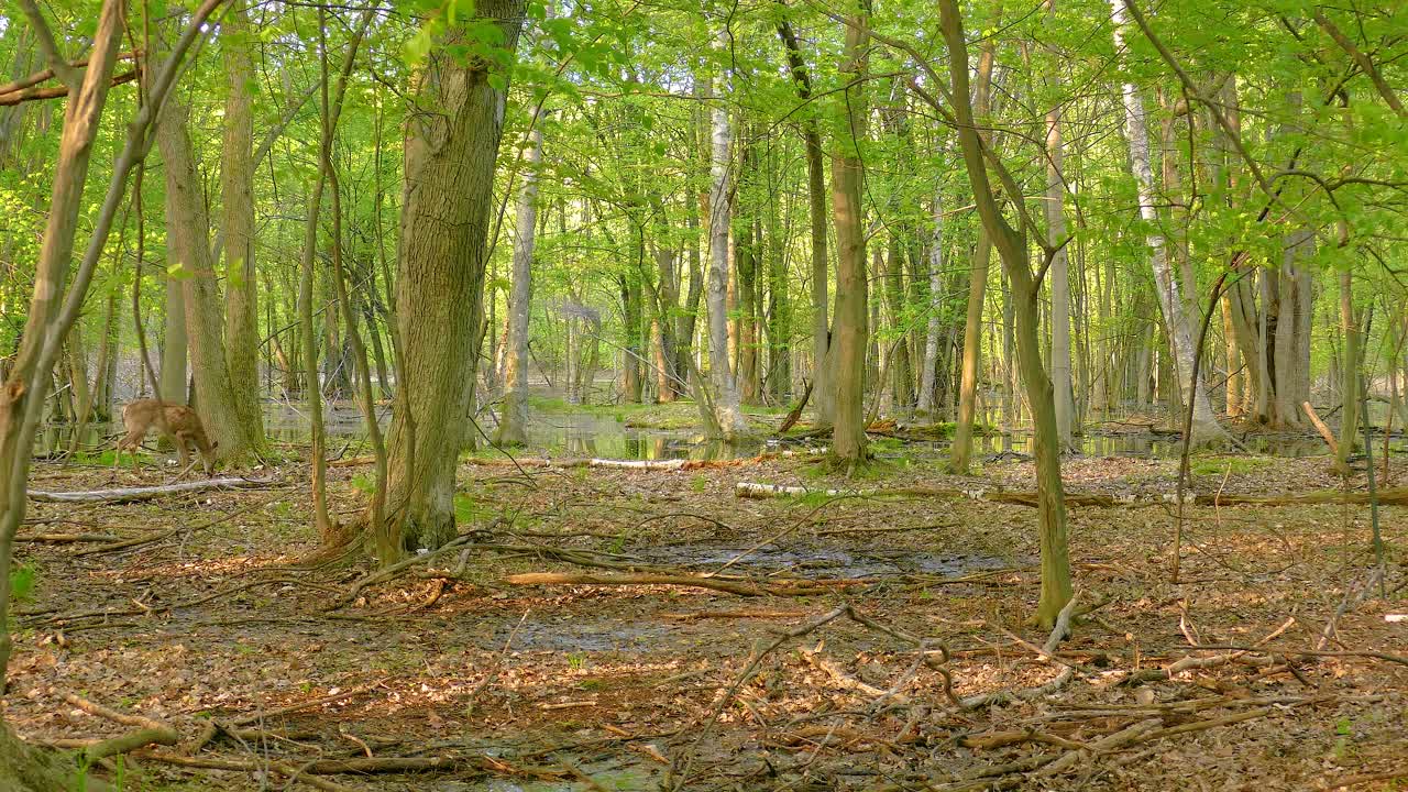 Deer in a Spring Forest Swamp