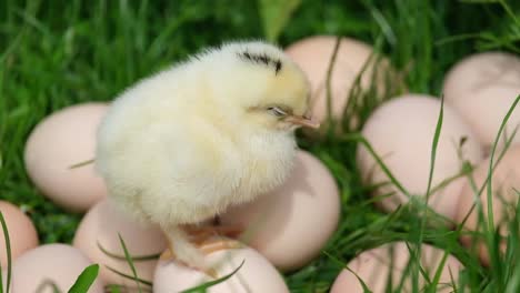 a little chicken sits on many eggs on the green grass fluffy chicken sits on the green grass near the egg we are preparing for easter