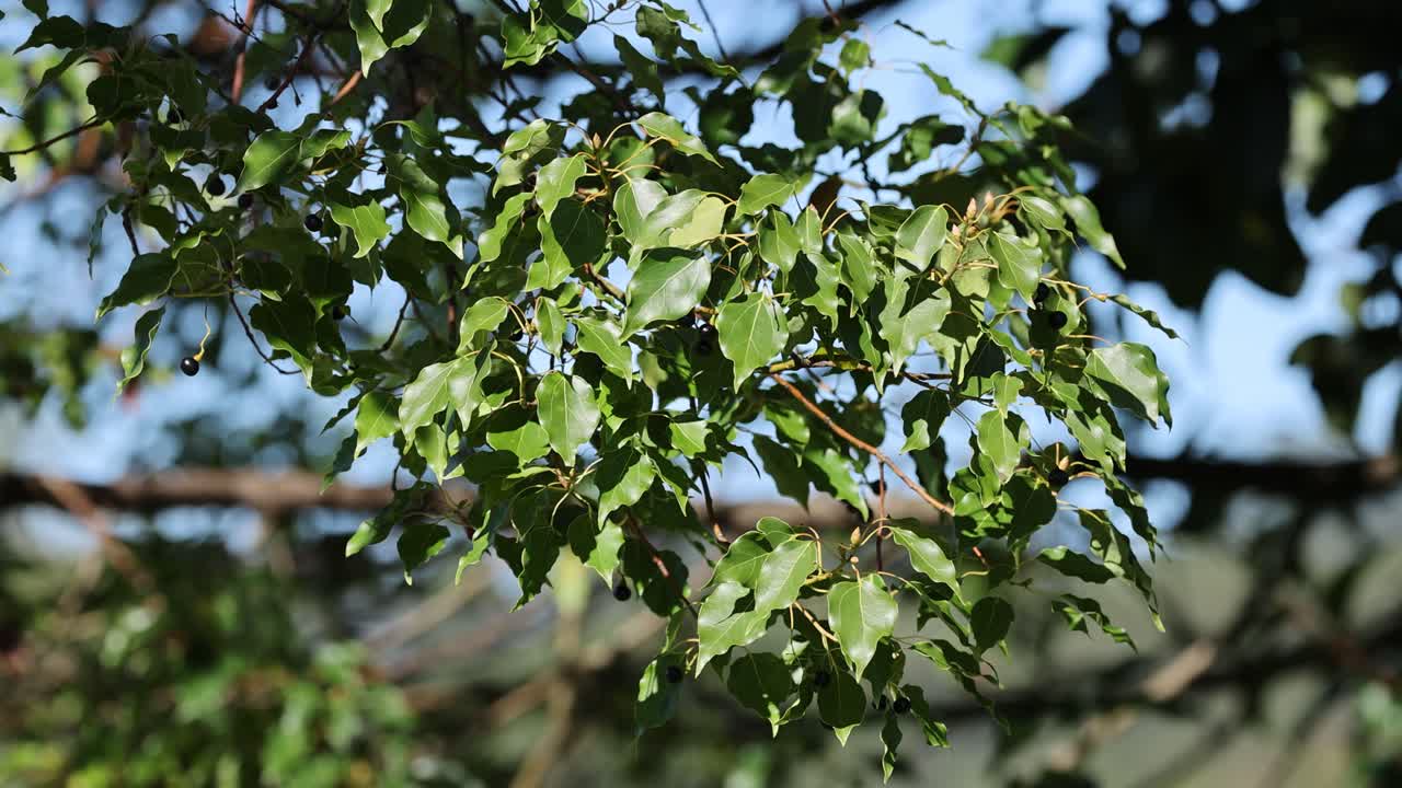 Green leaves sway gently in the breeze under bright sunlight, creating a serene and natural atmosphere
