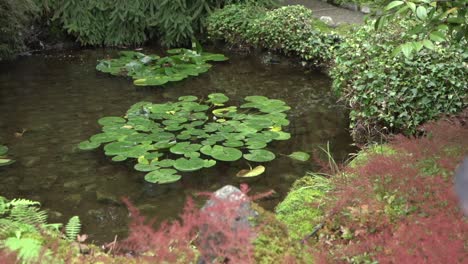 tracking shot of lily pads in a tiny pond within a japanese garden during autumn