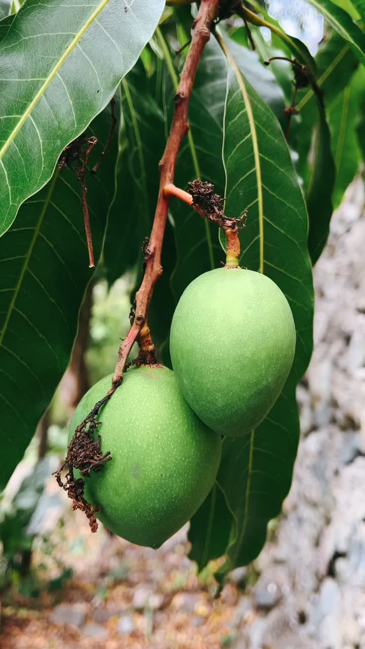 mangos verdes en el árbol