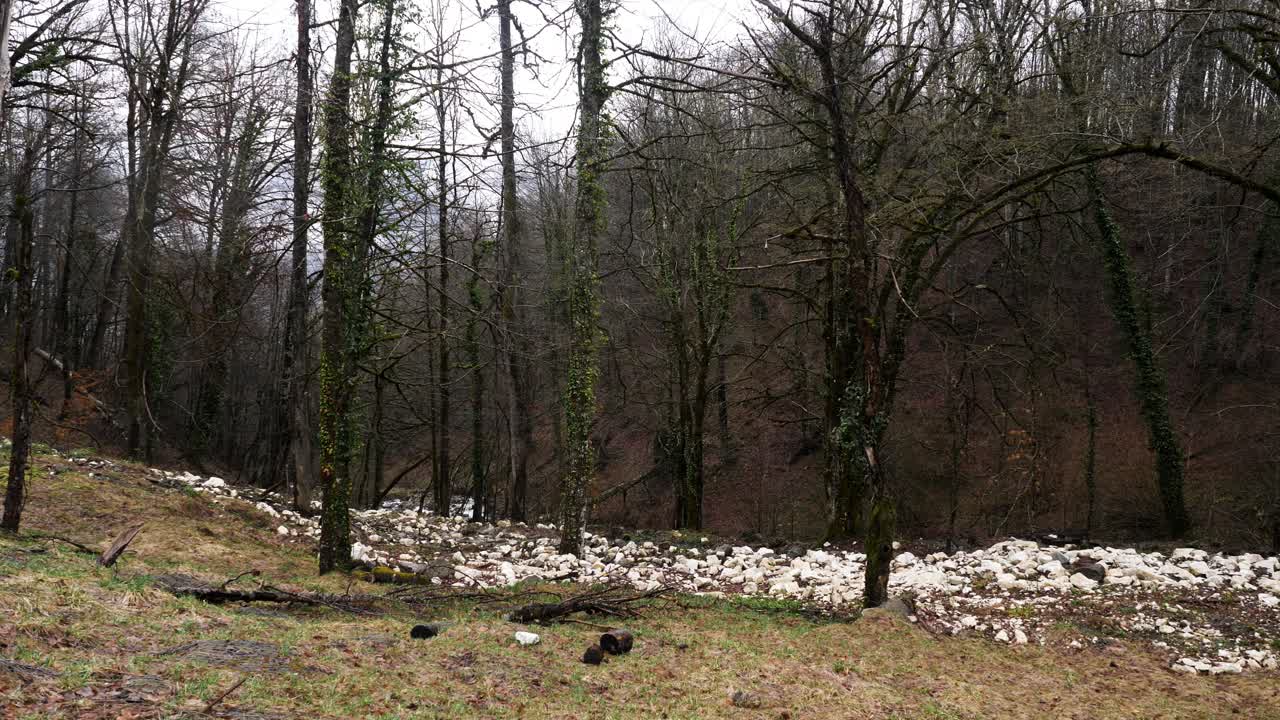 paisaje forestal con rocas