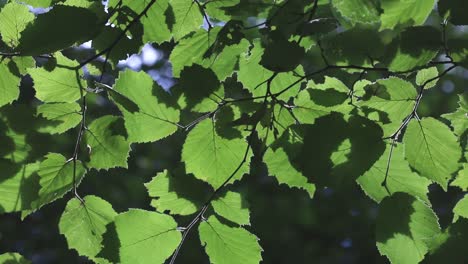 backlit hazel leaves on tree. september. british isles