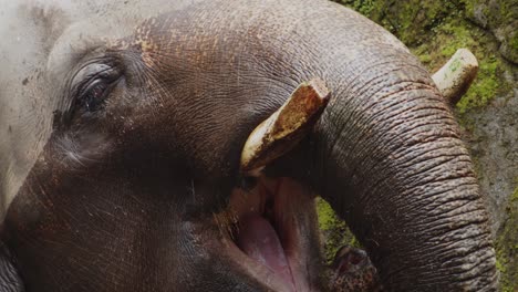 old asian elephant with broken tusks bathing under waterfall, close up slow motion