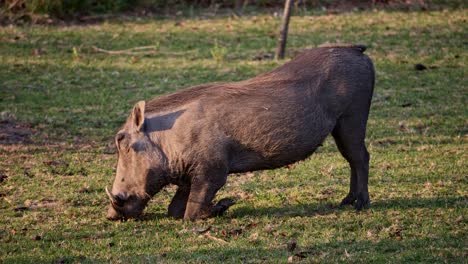 warthog kneels over for easy grazing, close up