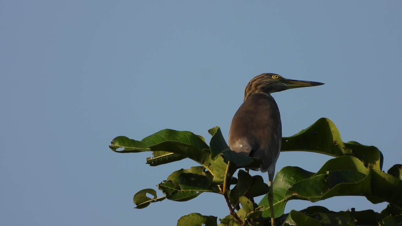garza en el árbol esperando comida.