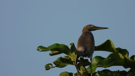 Garza-En-El-árbol-Esperando-Comida.