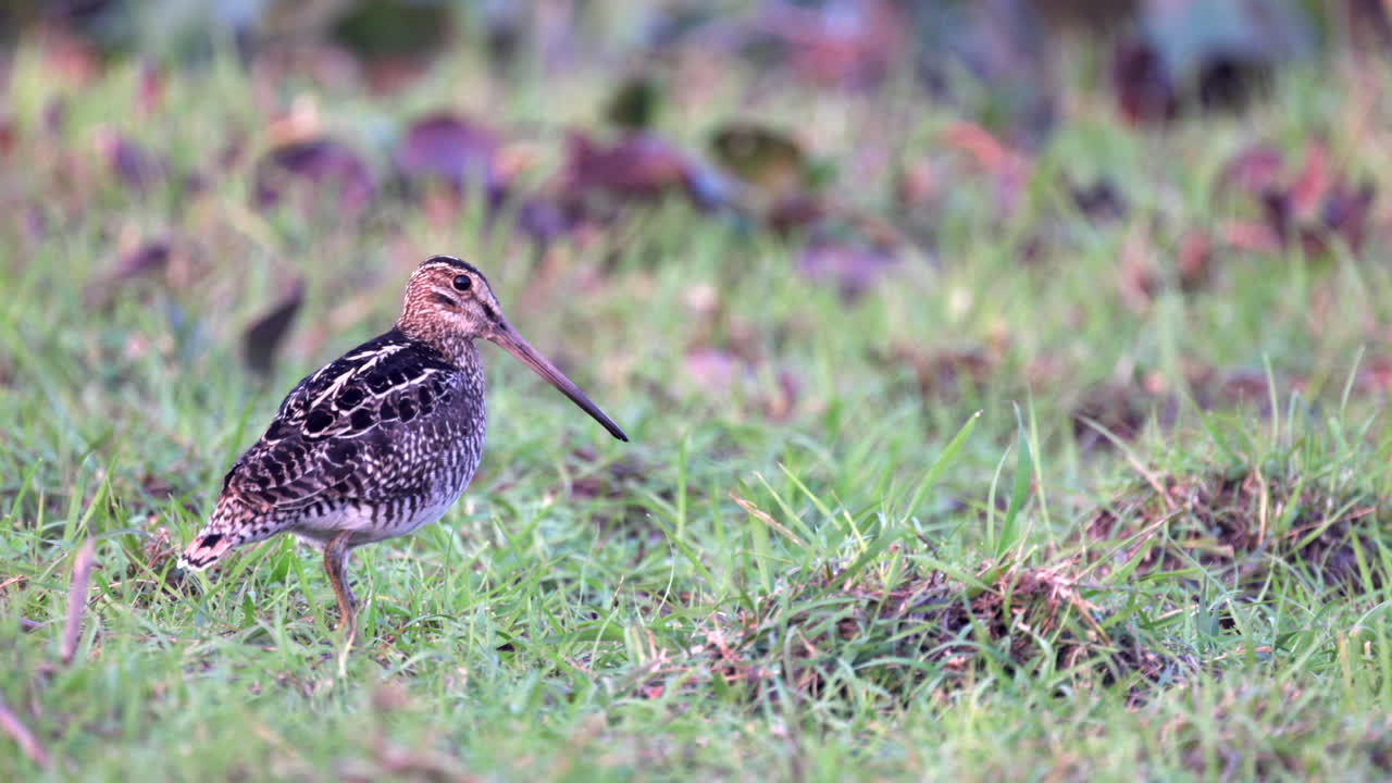 экзотическая медленная съемка береговая птица водолазная птица в воде в тропической зиме - один одинокий