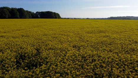 Luftaufnahme,-Die-Bei-Sonnenaufgang-über-Die-Farbenfrohe,-Leuchtend-Goldgelbe-Raps-Biodieselfeldlandschaft-Fliegt