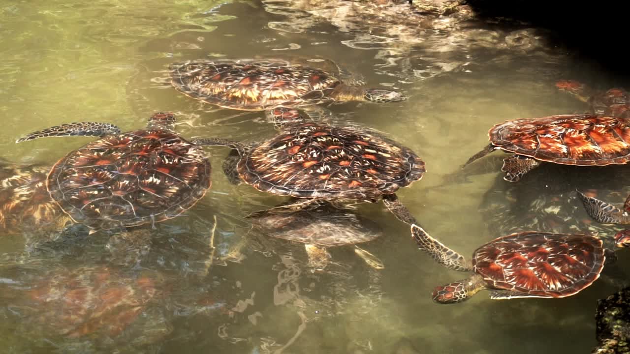 Multiple sea turtles swimming in the pond