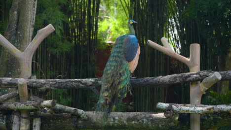 green peafowl or indonesian peacock perched on wooden log fence in bali, indonesia - rear view