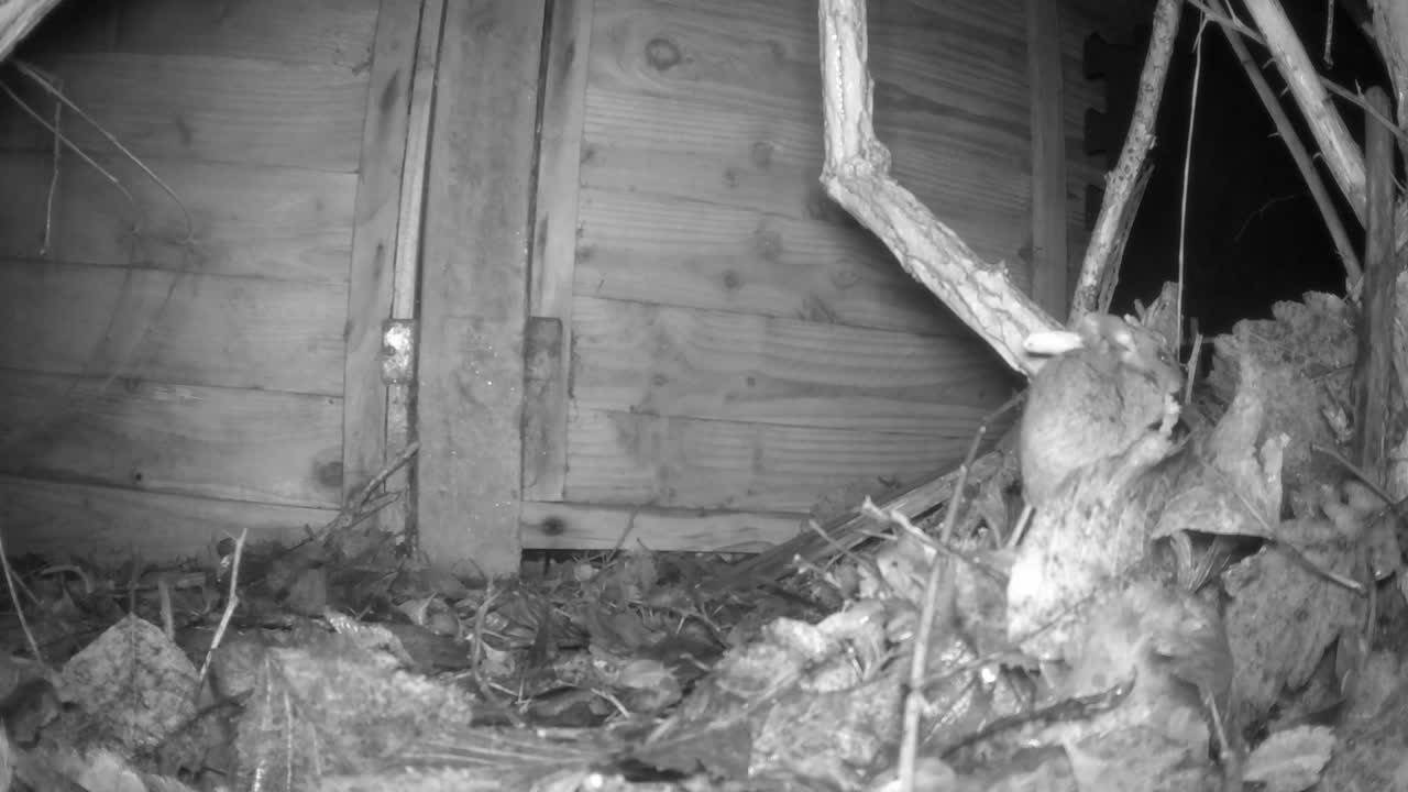 음식을 먹는 나무 쥐