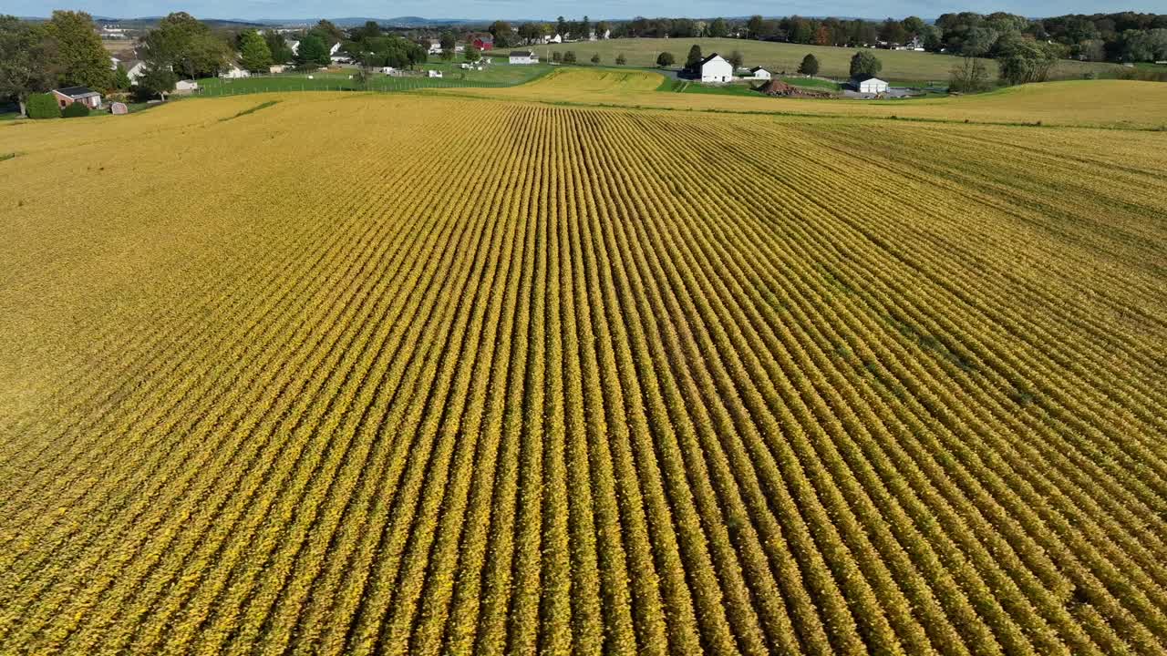 Yellow soybean field during autumn in USA