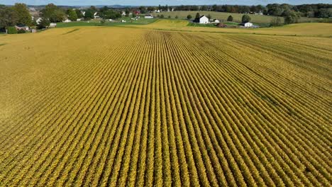 yellow soybean field during autumn in usa