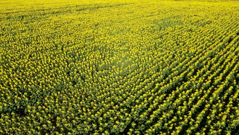 Aerial-over-vast-farm-land-with-rows-of-bright-yellow-sunflowers-in-bloom
