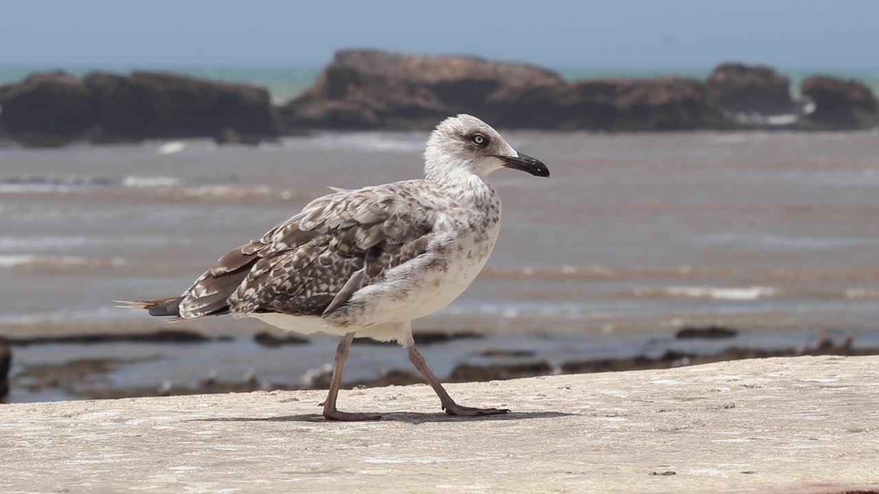 vuela con las gaviotas sobre el mar centelleante de essaouira