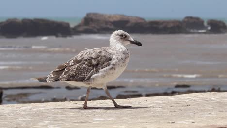 Vuela-Con-Las-Gaviotas-Sobre-El-Mar-Centelleante-De-Essaouira