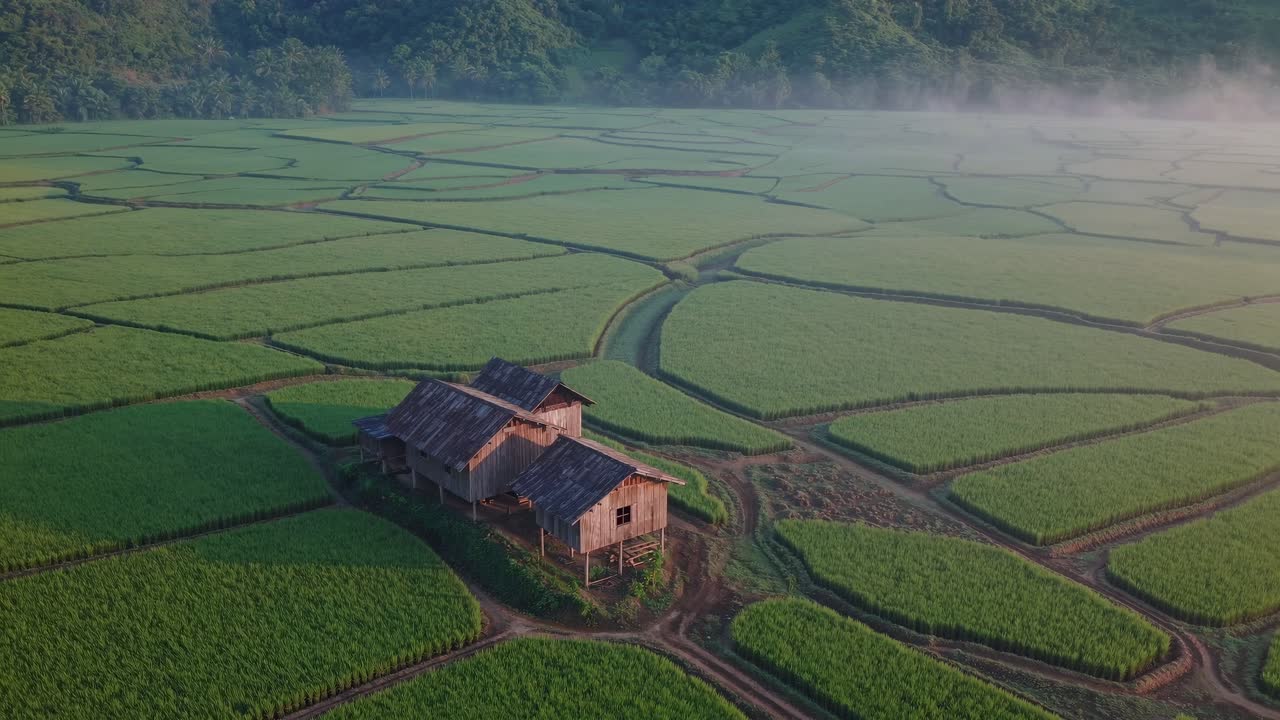 Early morning mist hangs over a lush green valley. Where a traditional wooden stilt house stands amidst a vast expanse of rice paddies. Showcasing the beauty of rural life and agricultural practices