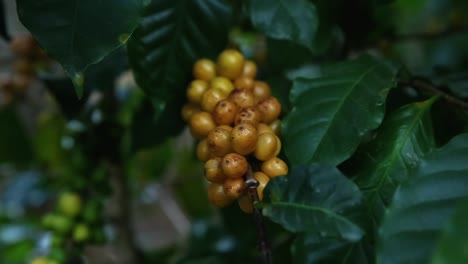 grape fruits in garden grape fruits in garden