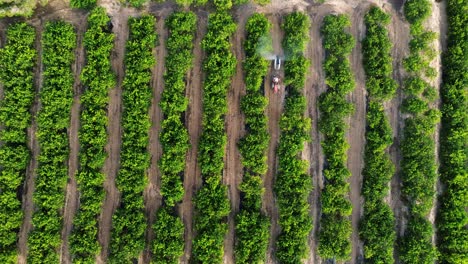 anonymous farmer driving tractor spraying pesticide on lemon trees