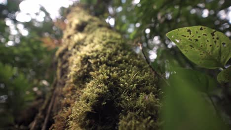 this low-angle shot provides a perspective from the forest floor, looking up the immense trunk of a large rainforest tree in costa rica