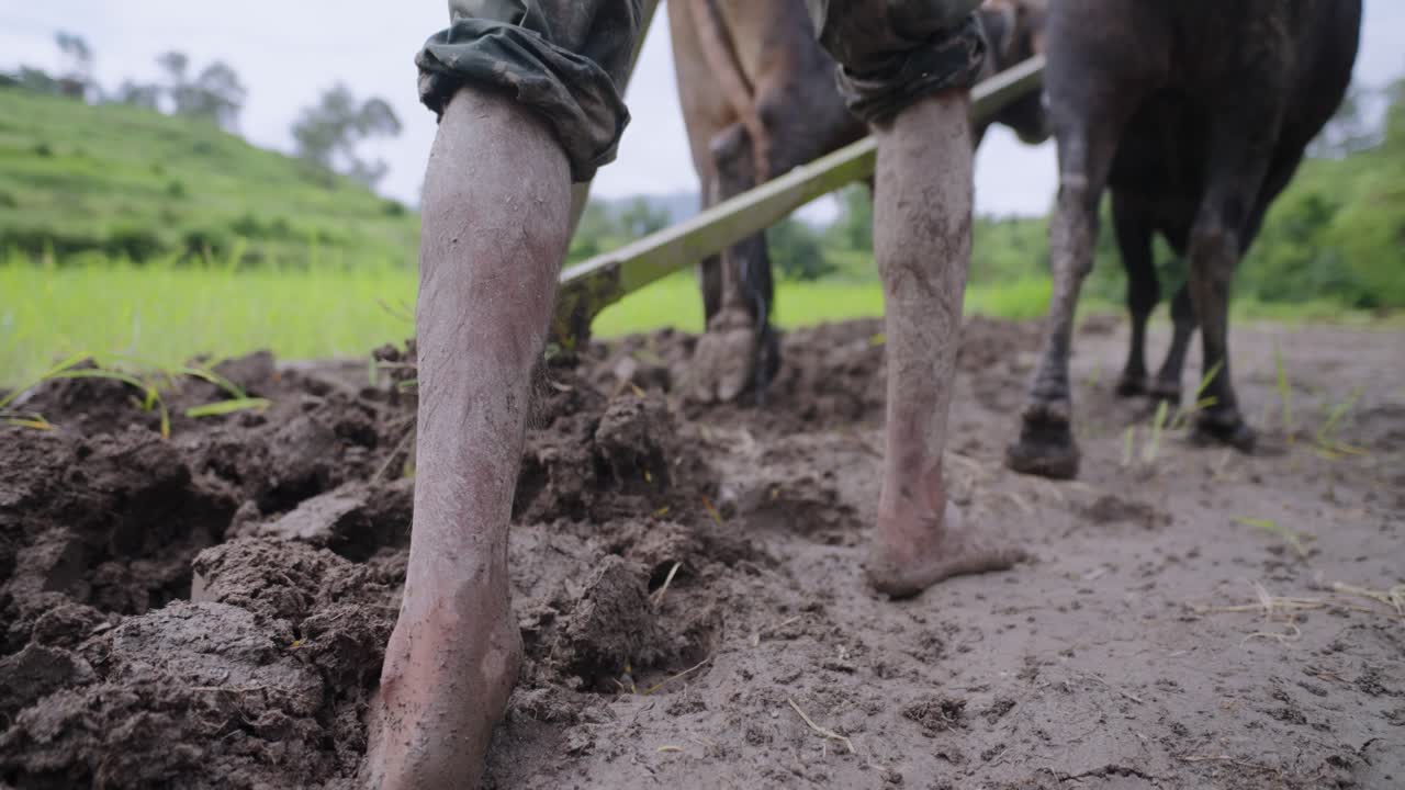 Barefoot Indian farmer walking in thick muddy field, slow motion close-up of foot movement in wet soil, 4k video