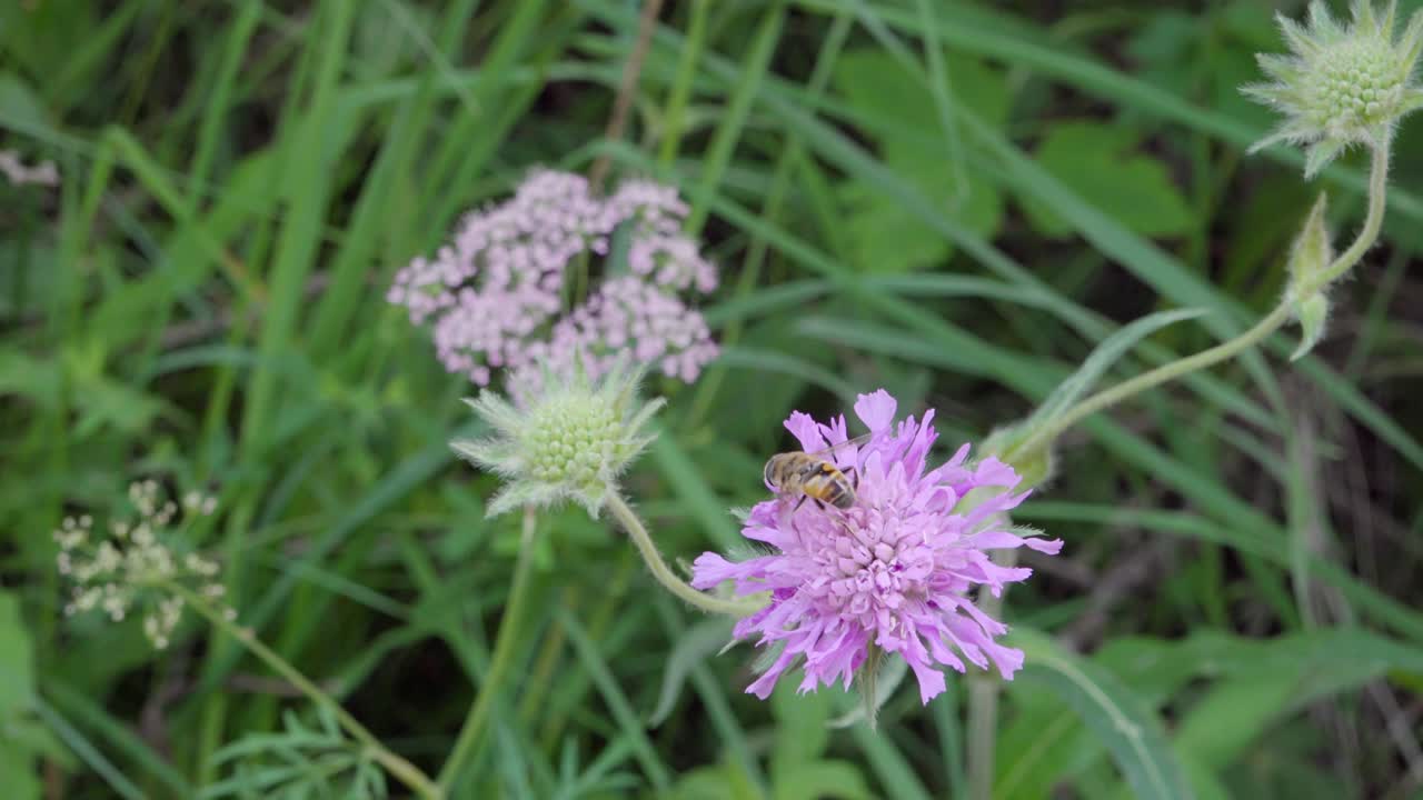 Closeup of a bee collecting nectar from a wildflower