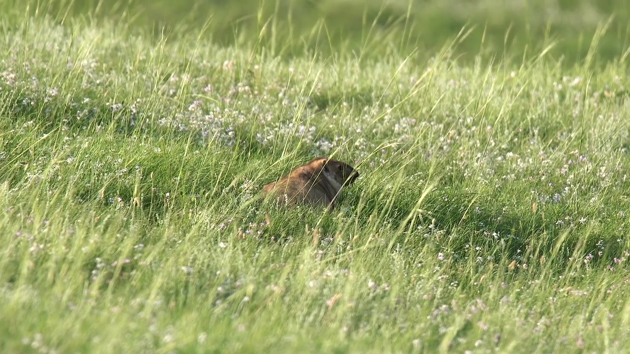 Prairie Dog Foraging in Grassy Meadow