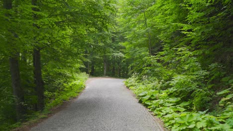 road between trees in the forest.